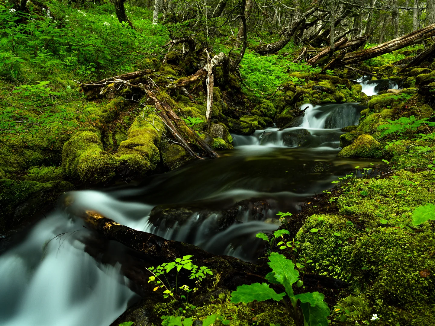 Patagonian Rainforest