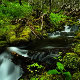 Patagonian Rainforest