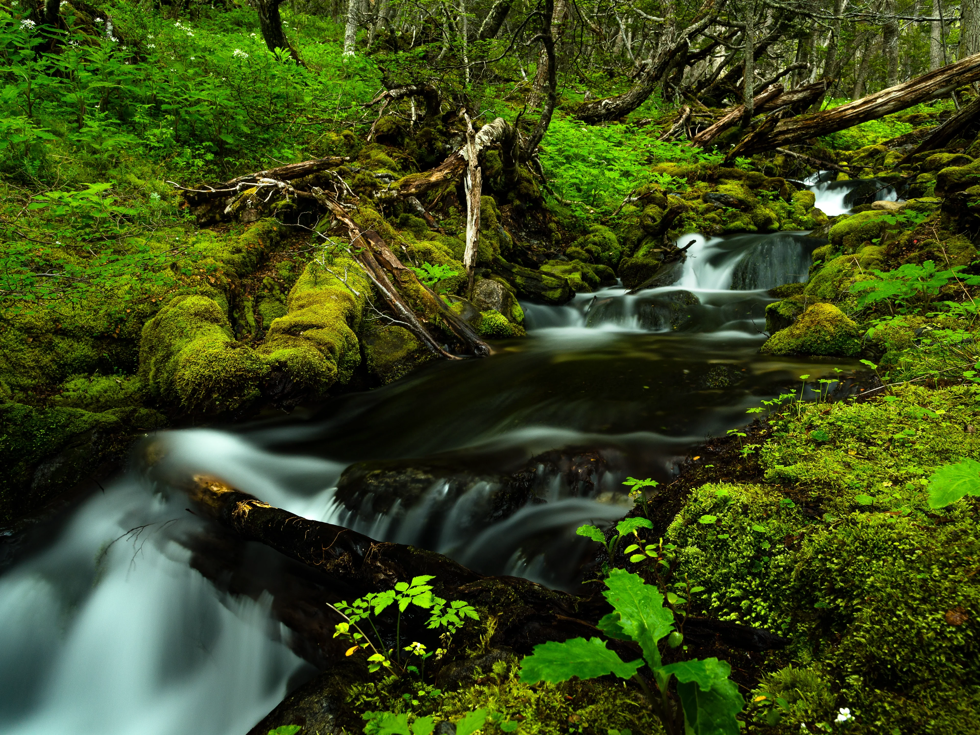 Patagonian Rainforest