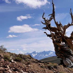 A thousands of years Old Beauty