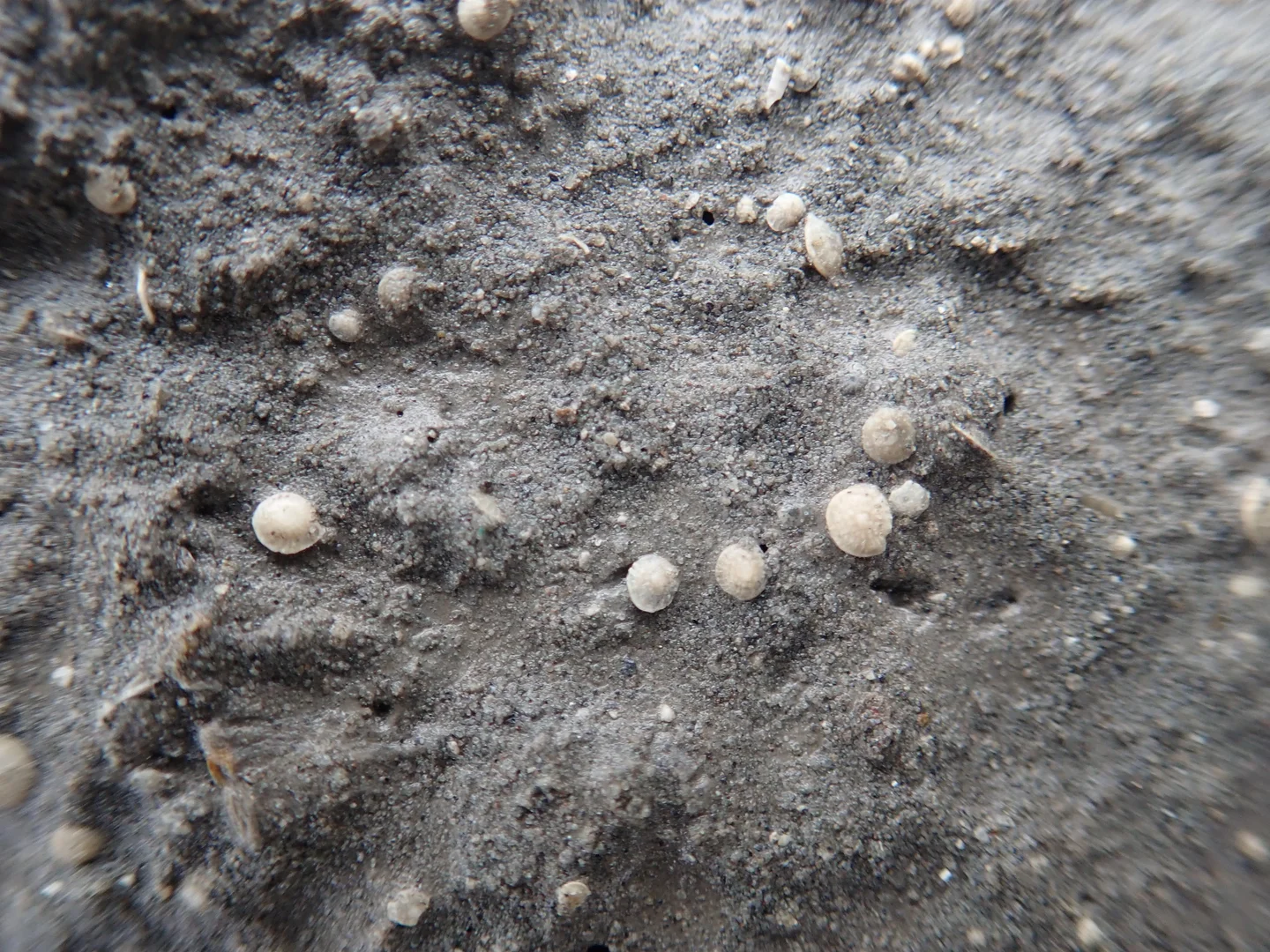 Benthic foraminifera, Western Foothills, Taiwan