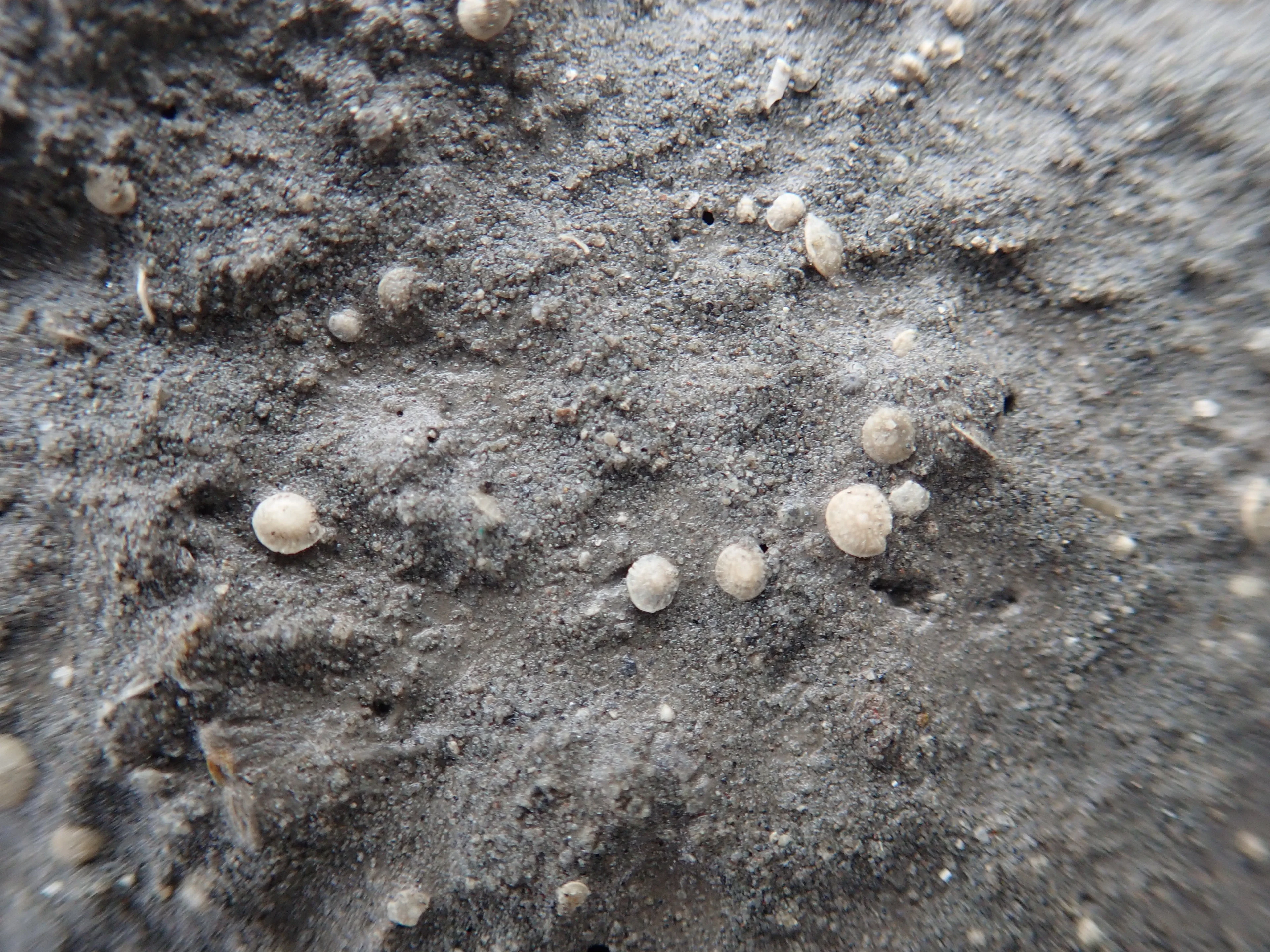 Benthic foraminifera, Western Foothills, Taiwan