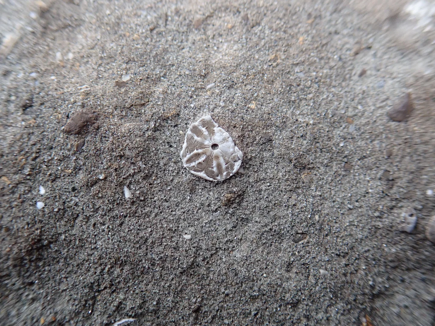 Equinoderm fossils in the Pliocene foreland basin of Taiwan