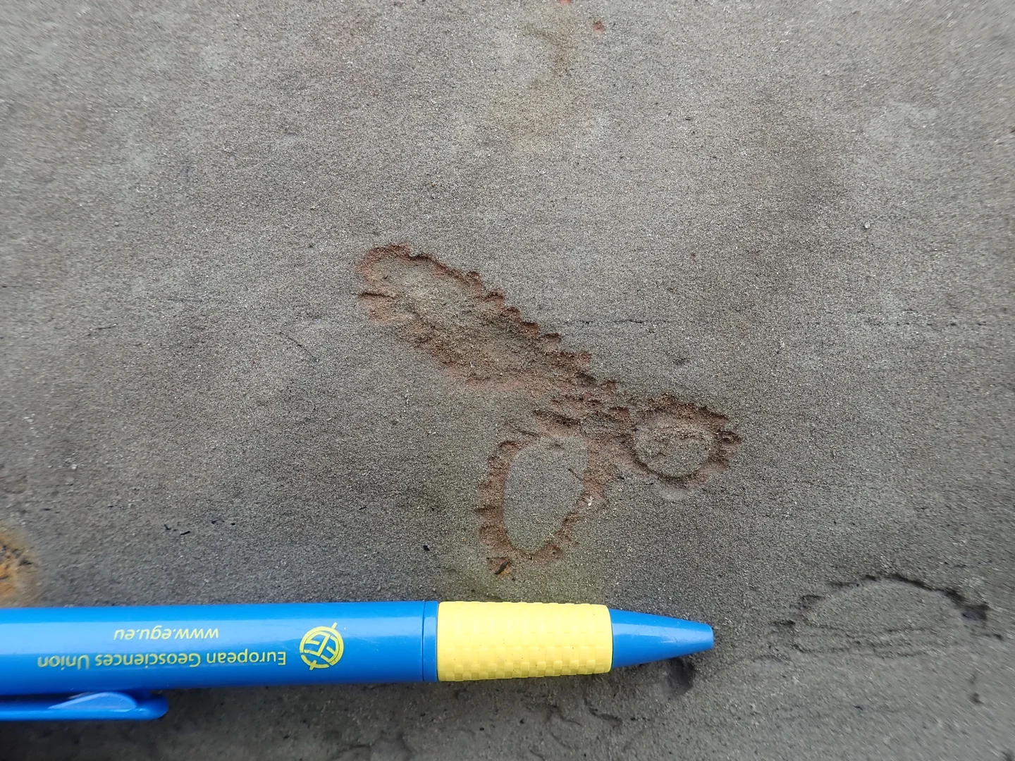 Bioturbation in Taiwan