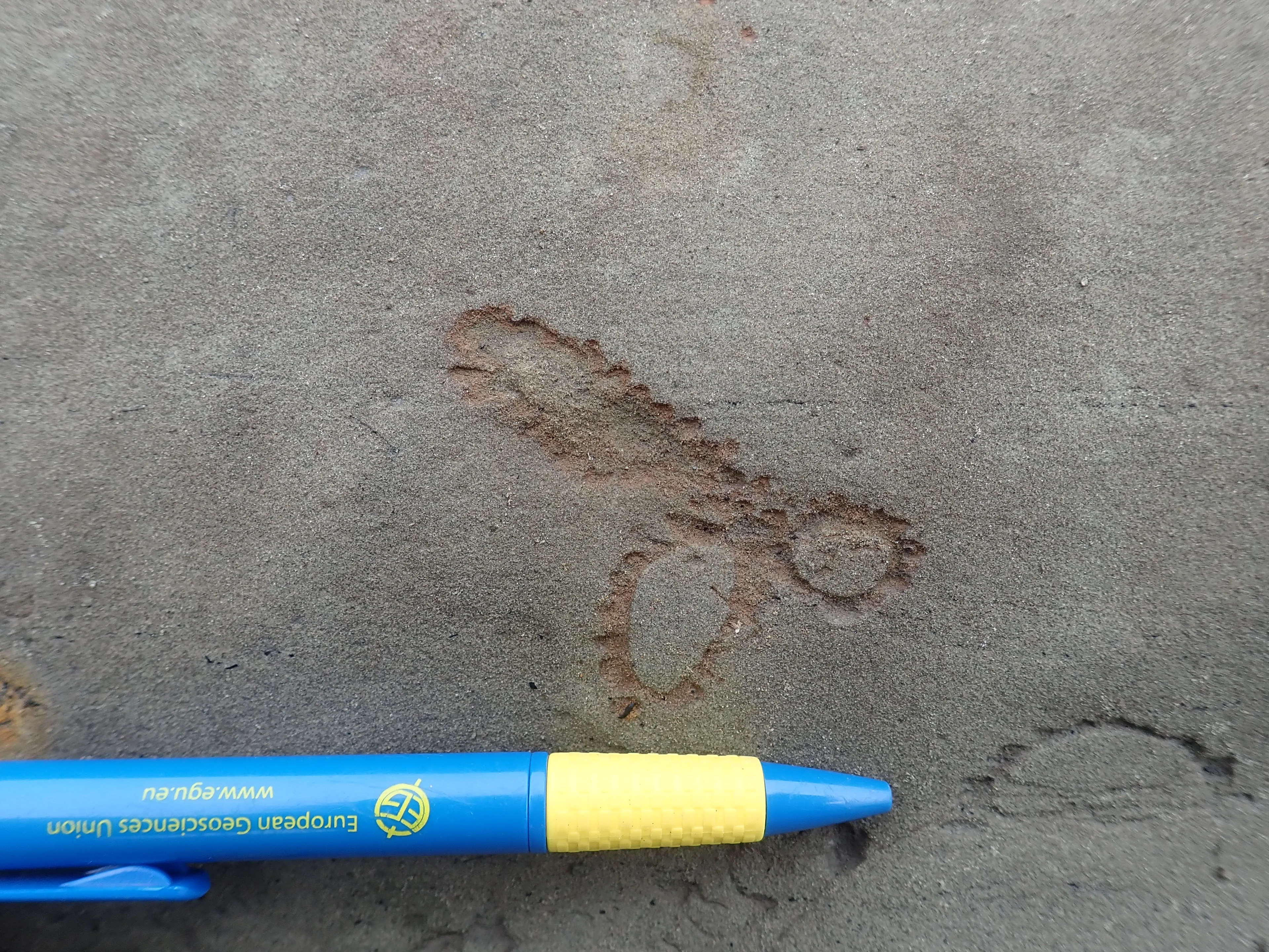 Bioturbation in Taiwan