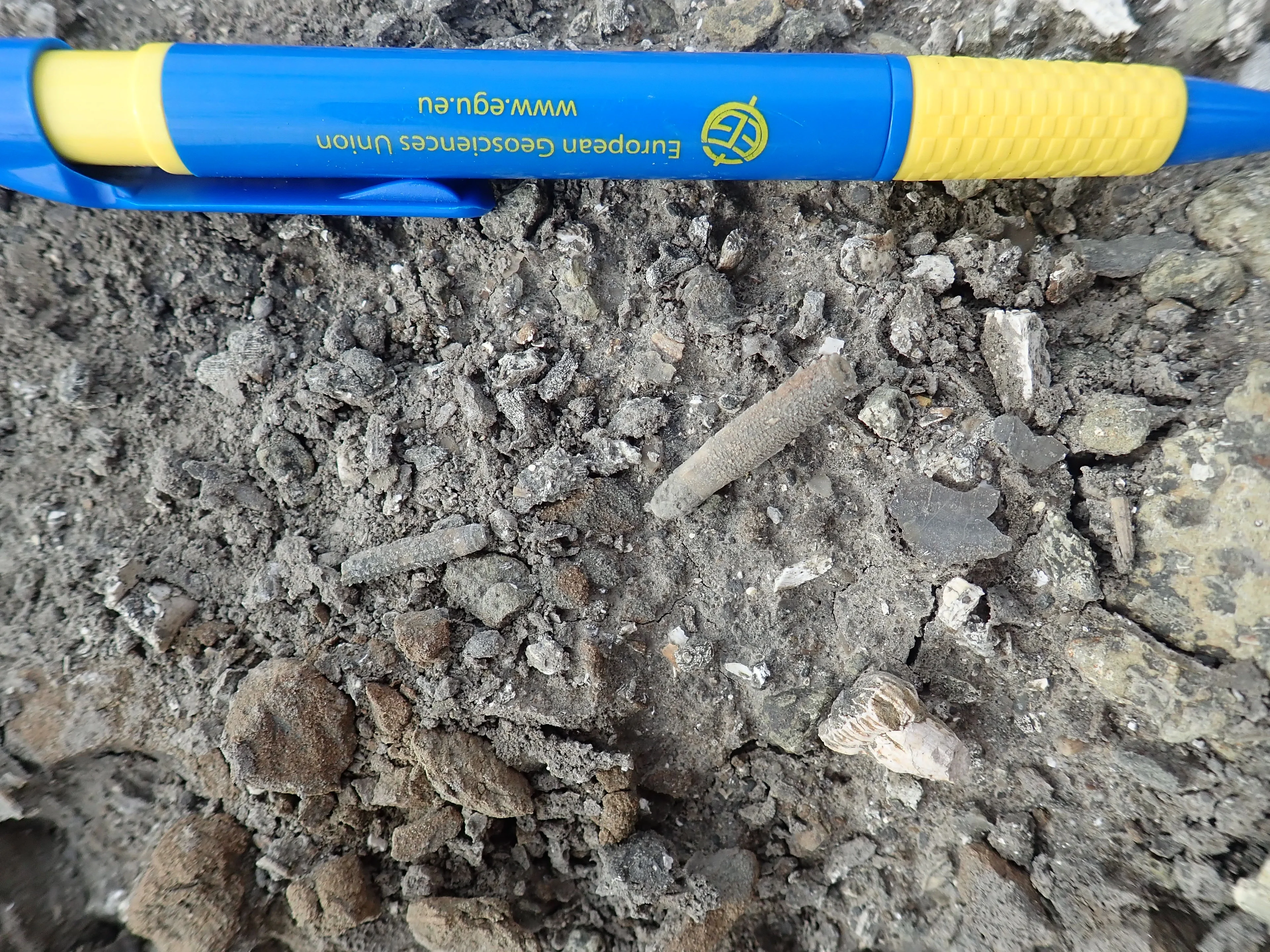 Sea urchin spikes in the Pliocene foreland basin of Taiwan