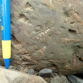Turitelas (in some cenozoic block in the Western Foothills of Taiwan)