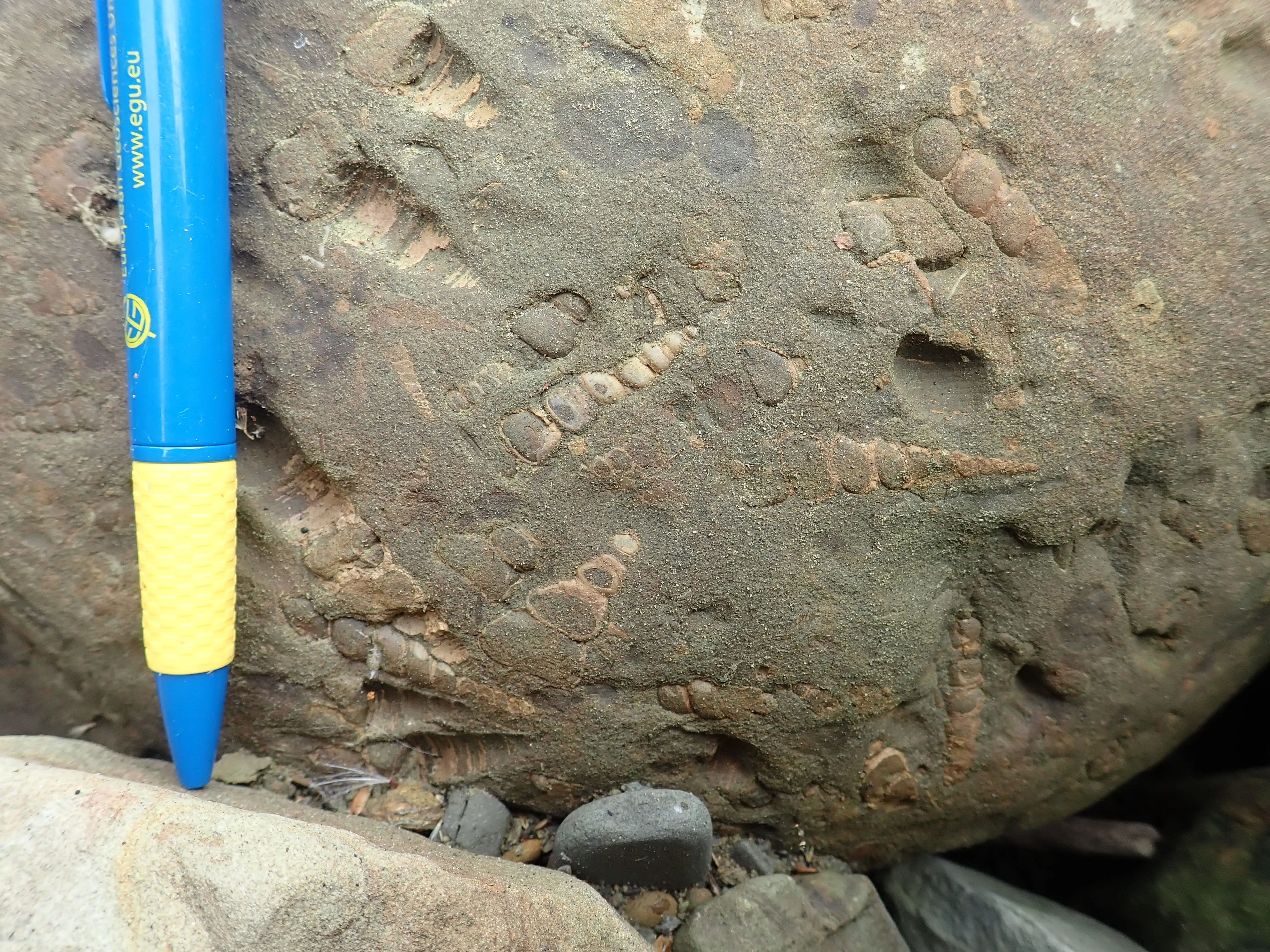Turitelas (in some cenozoic block in the Western Foothills of Taiwan)