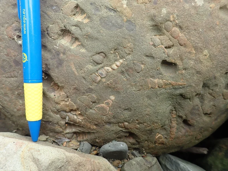 Turitelas (in some cenozoic block in the Western Foothills of Taiwan)
