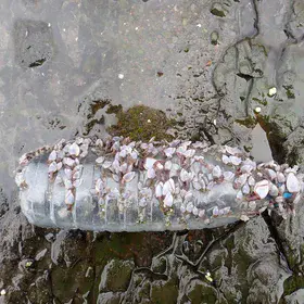Plastic "sediments", driver of invasive species? (Anthropocene in Taiwan)