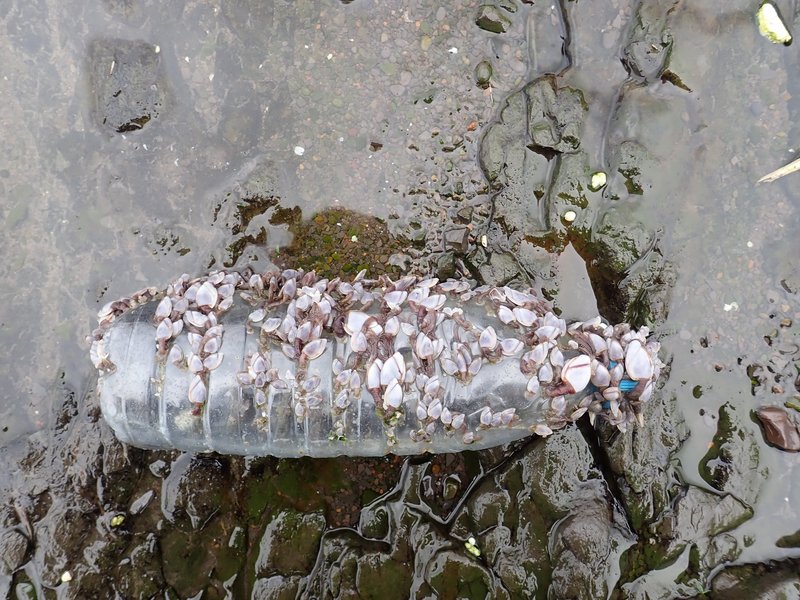Plastic "sediments", driver of invasive species? (Anthropocene in Taiwan)