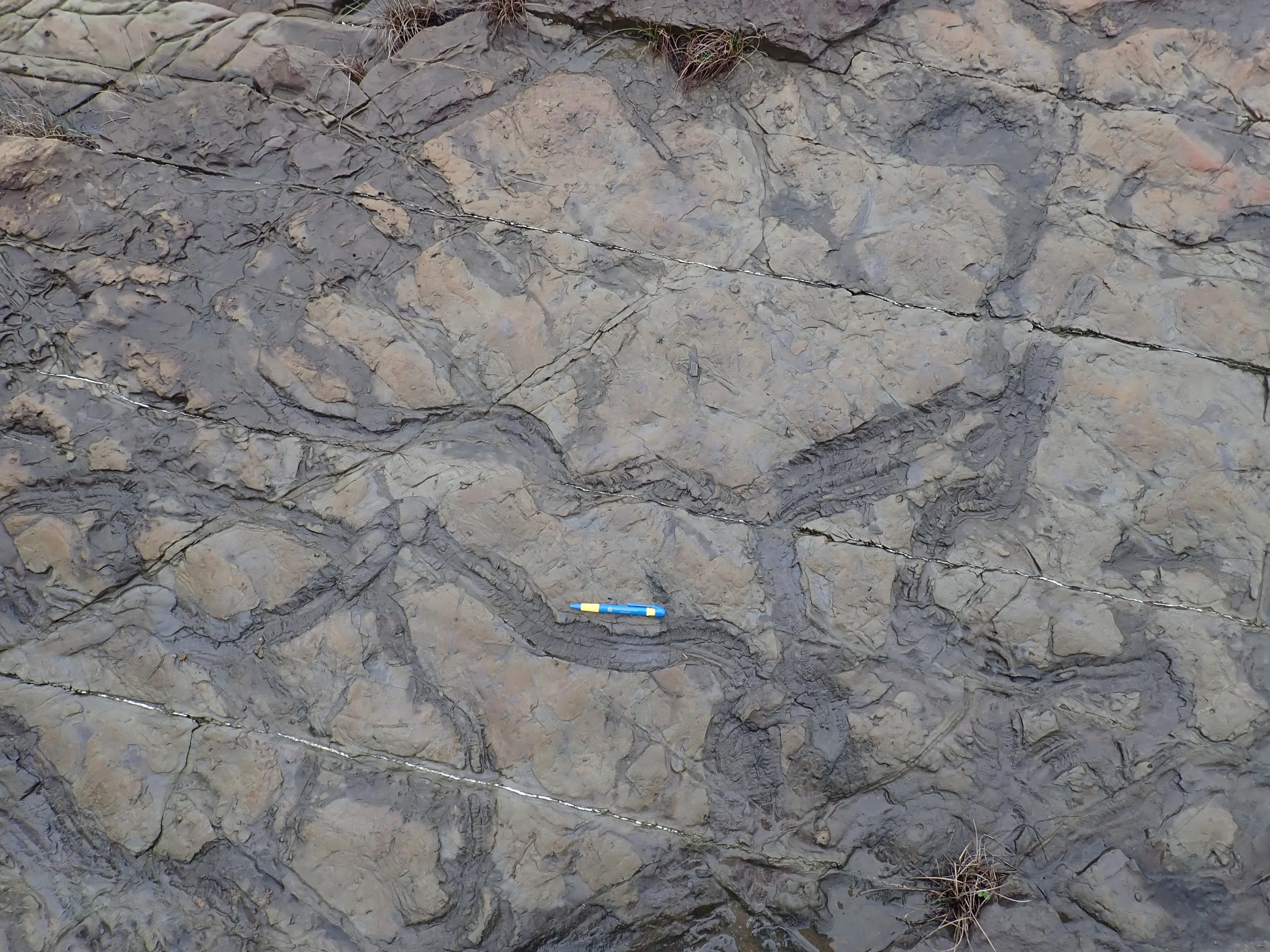 Bioturbation, Oligocene?, coastal range of Taiwan.