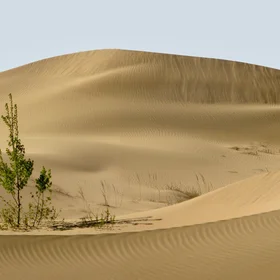 Spring is coming in desert