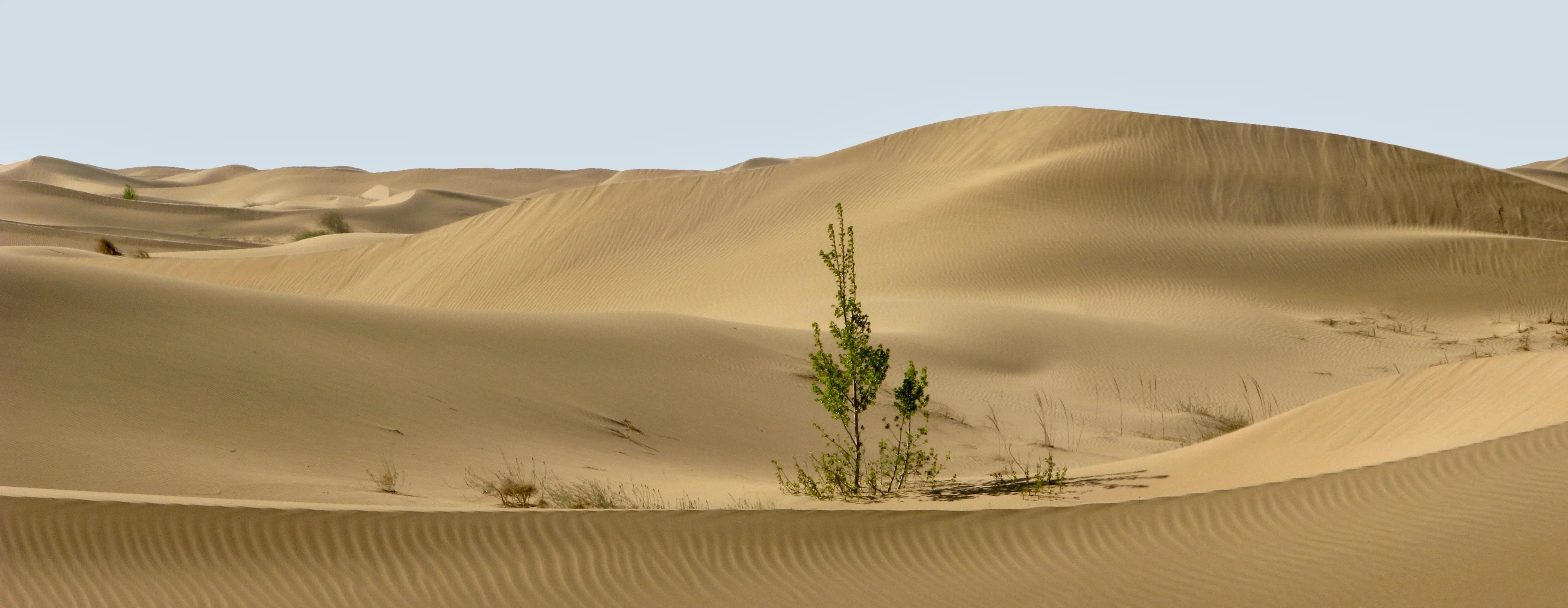Spring is coming in desert
