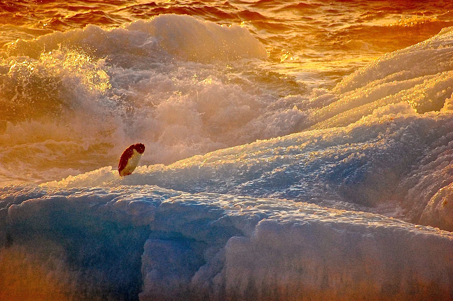 Drifting penguin in the sunset