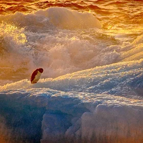 Drifting penguin in the sunset
