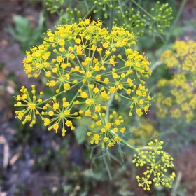 The sing of spring in the desert