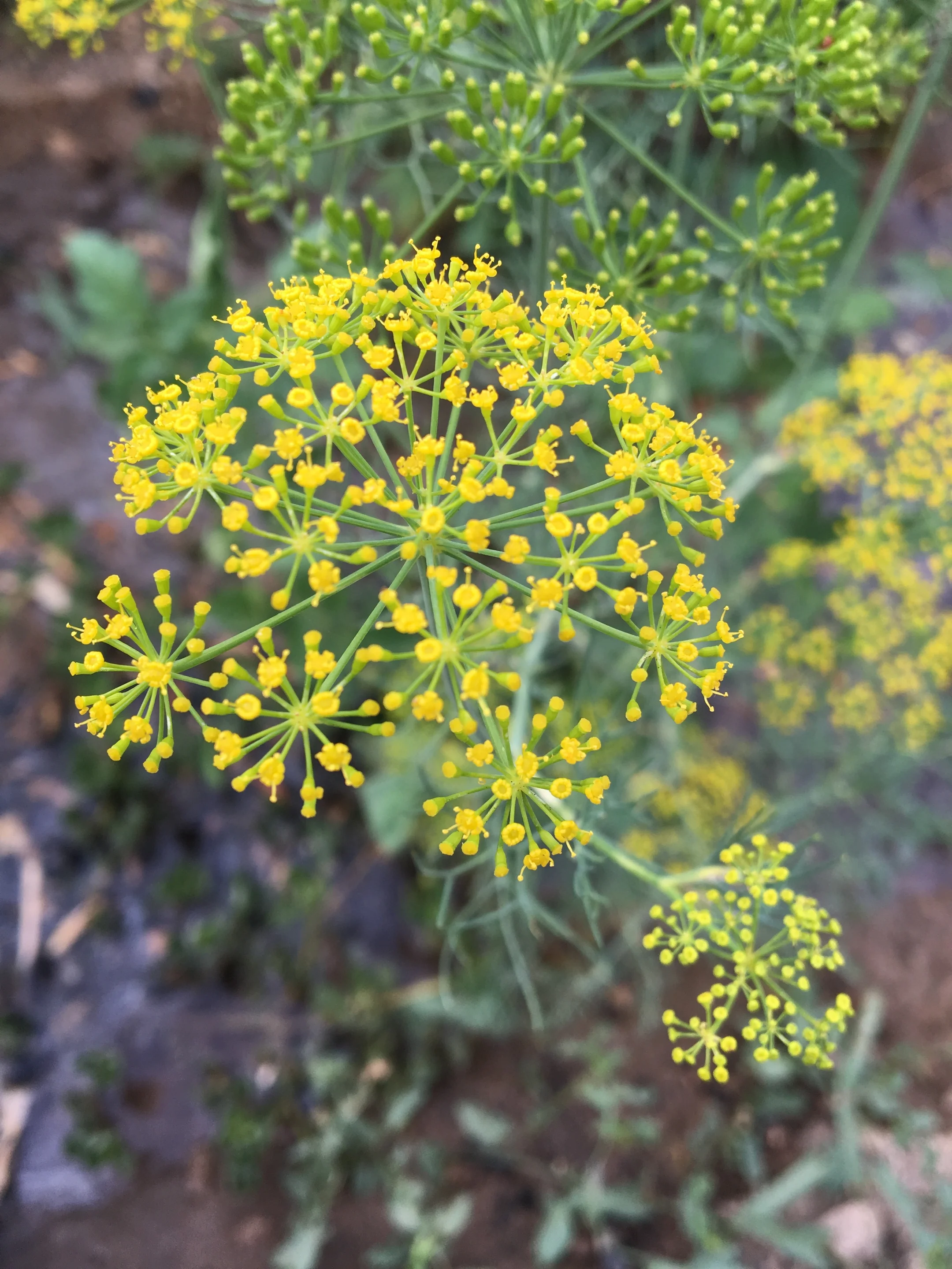 The sing of spring in the desert