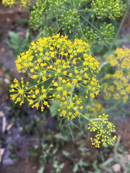 The sing of spring in the desert
