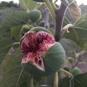 A beautiful laugh of a big fig in the summer