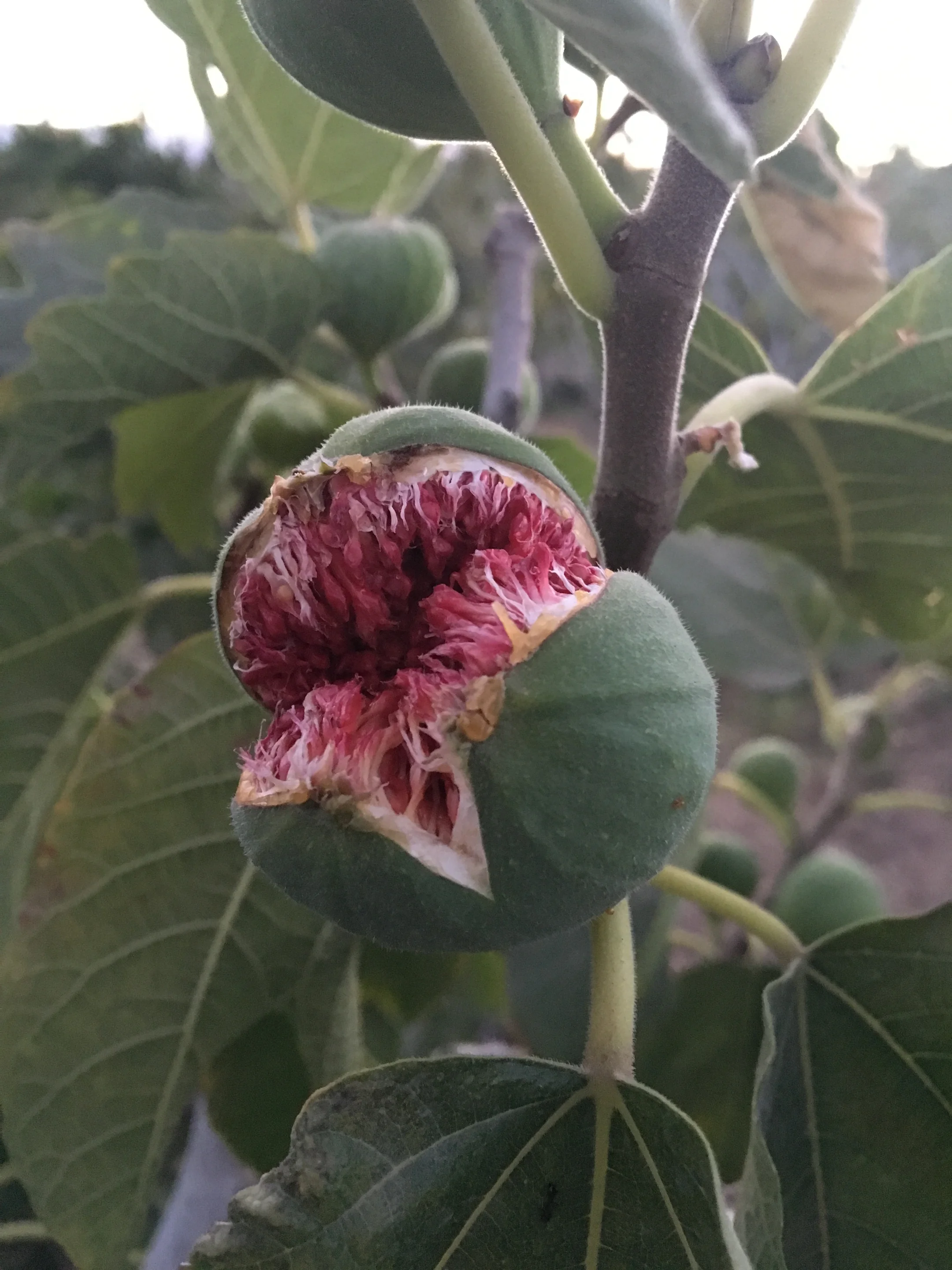 A beautiful laugh of a big fig in the summer