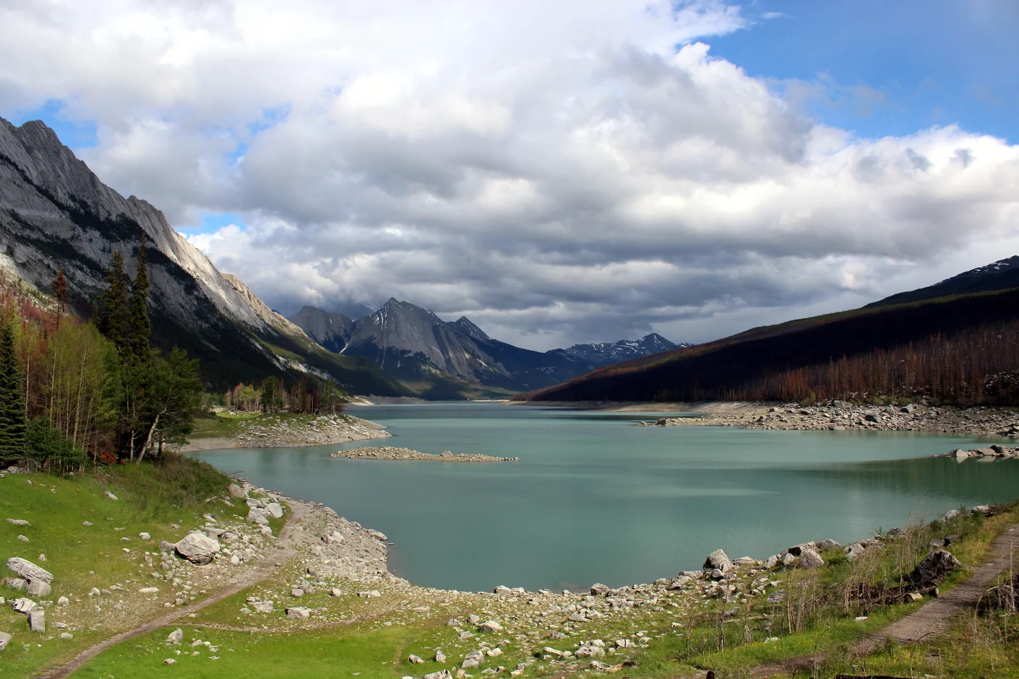 A powerful story about forest resiliency and renewal