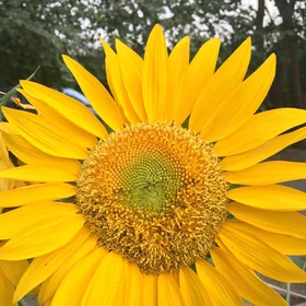 A beautiful sun on the earth
