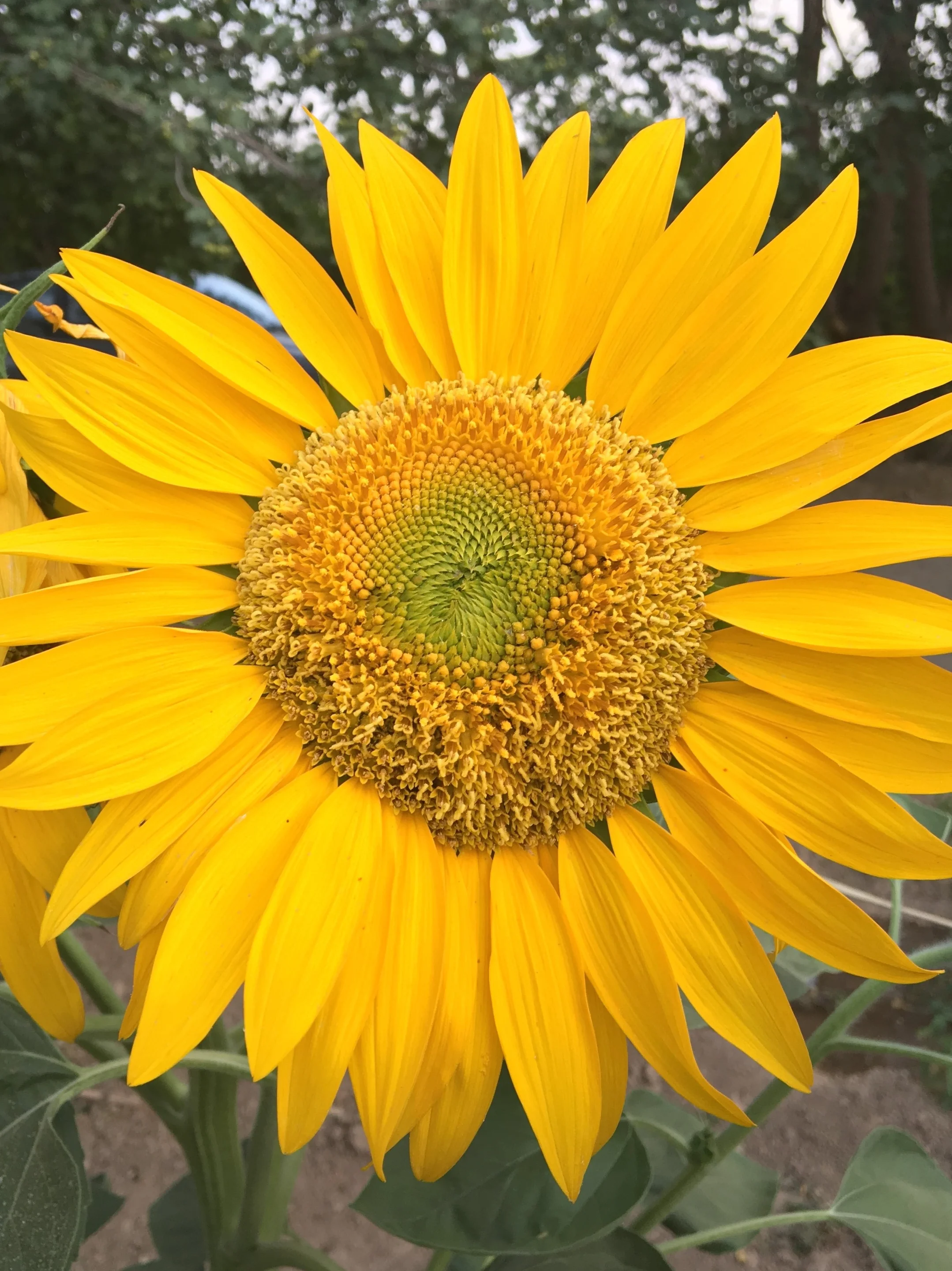 A beautiful sun on the earth
