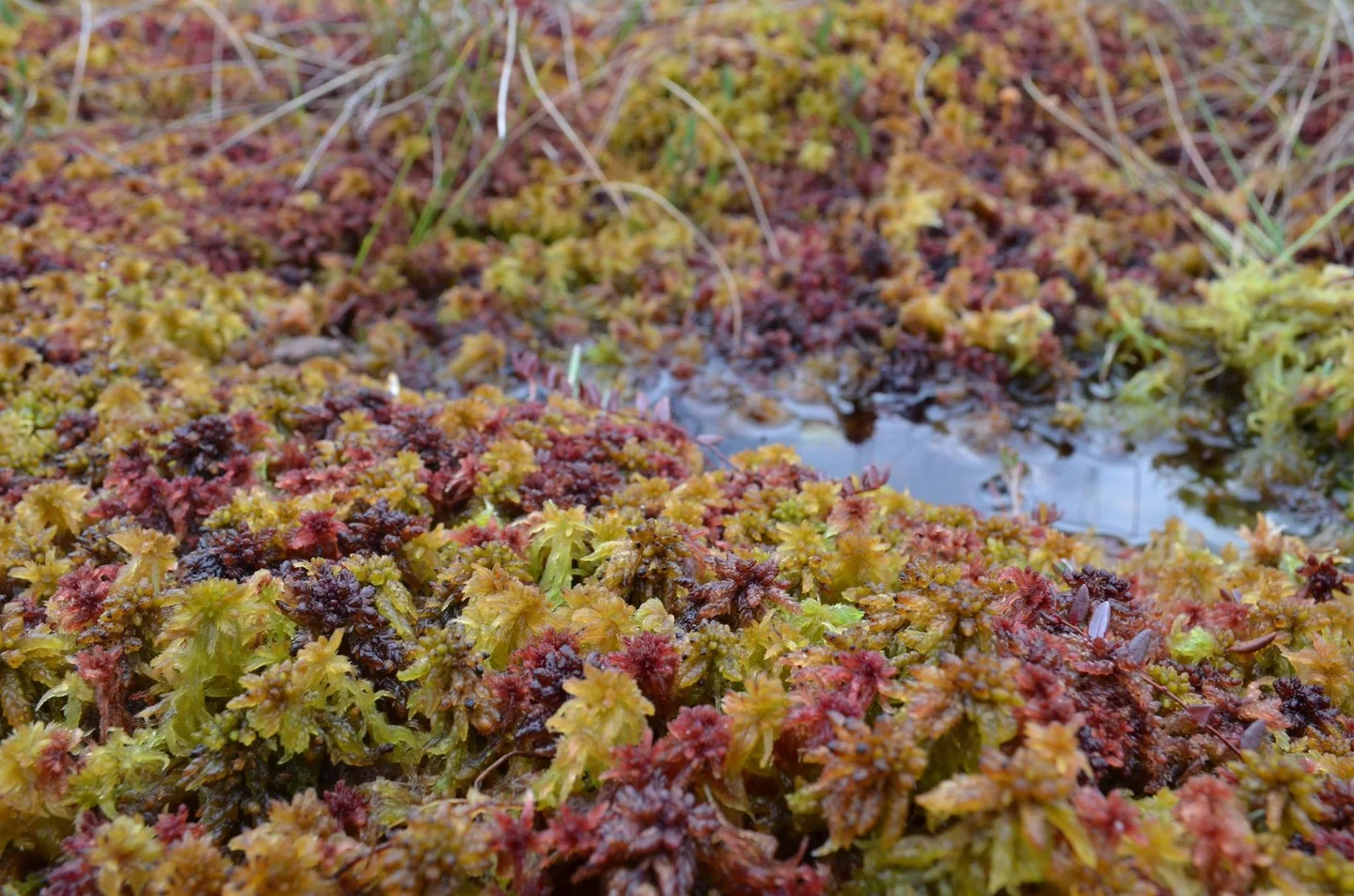 Colorful biodiversity