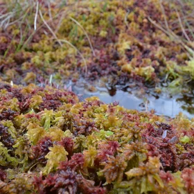 Colorful biodiversity