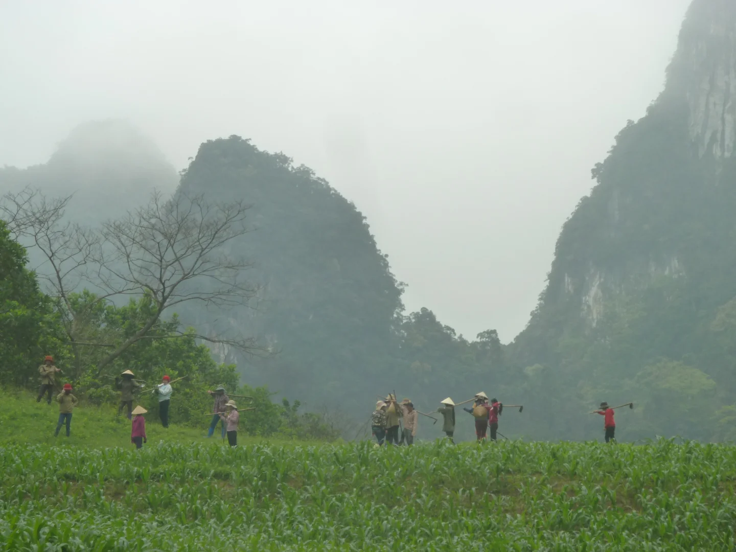 Farmers work in Vietnam