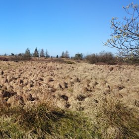 peatland area in Belgium
