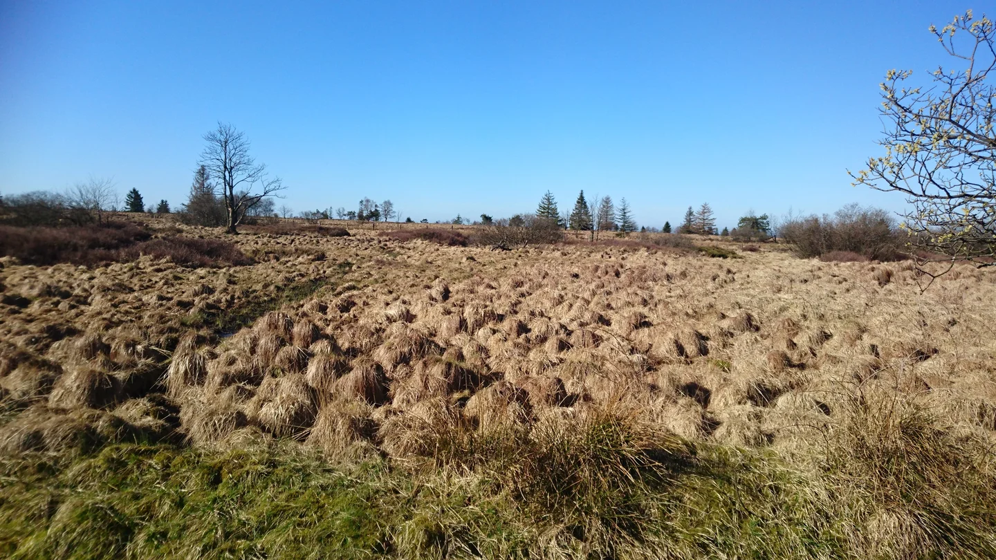 peatland area in Belgium