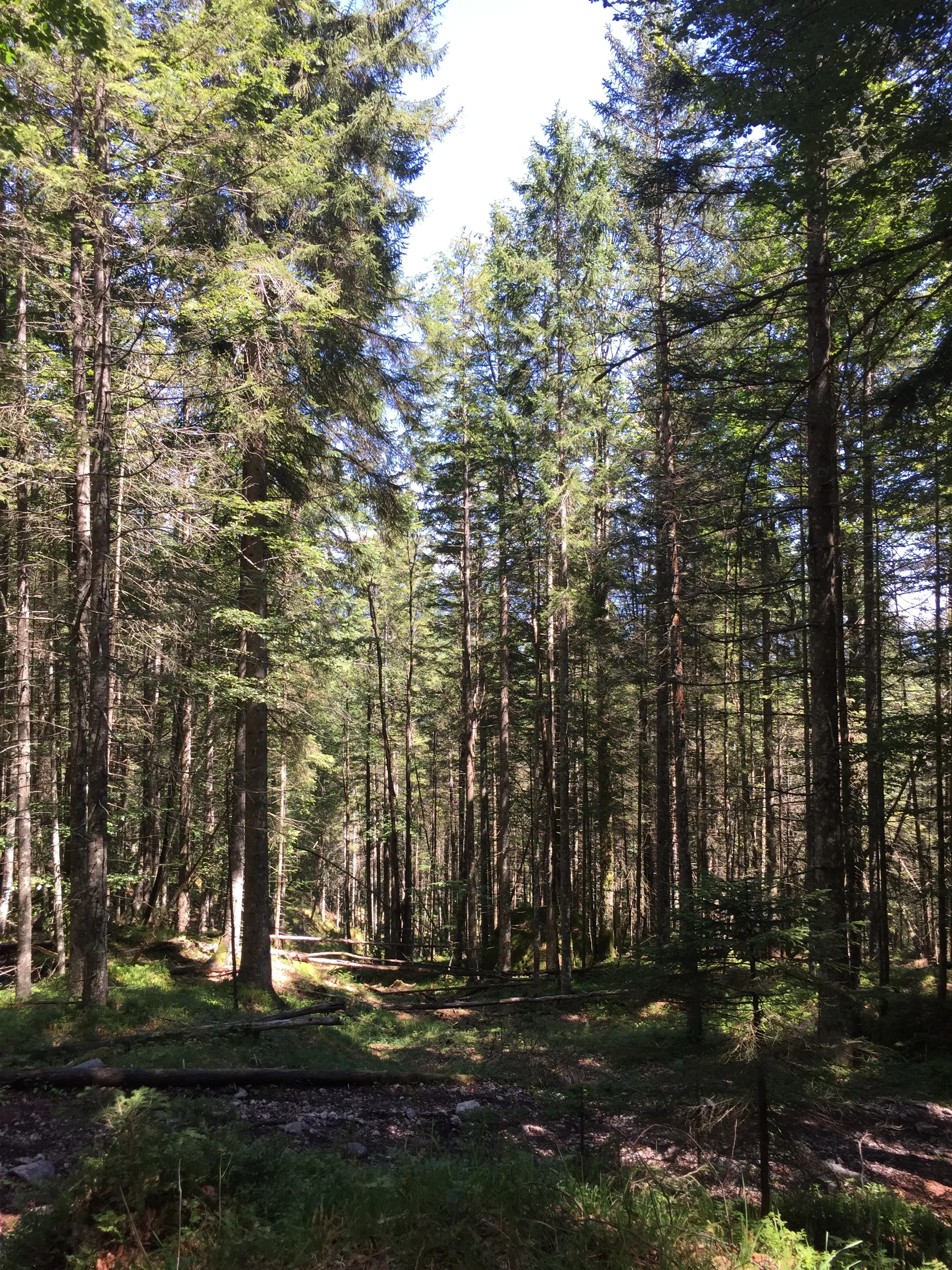 The undisturbed nature