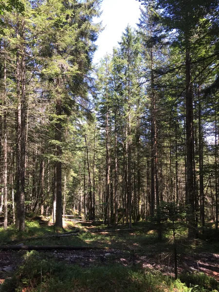 The undisturbed nature