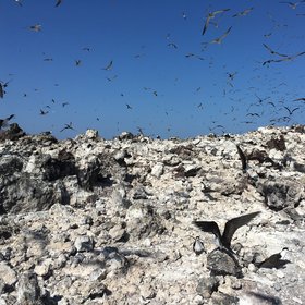 Loud sooty terns at Wide Awake airfield, Ascension Island