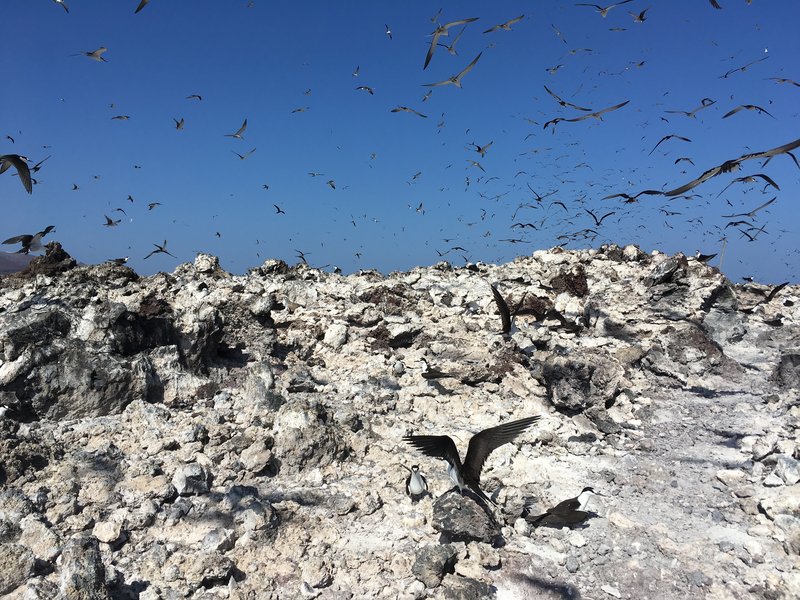 Loud sooty terns at Wide Awake airfield, Ascension Island