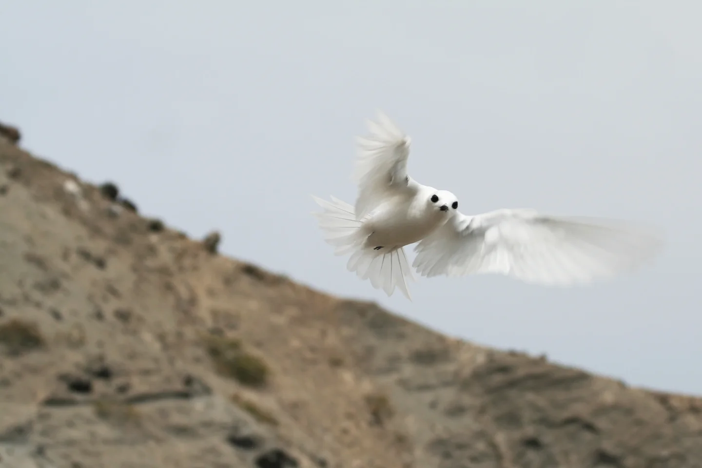 Common white stern flaring