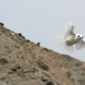 Common white stern flaring