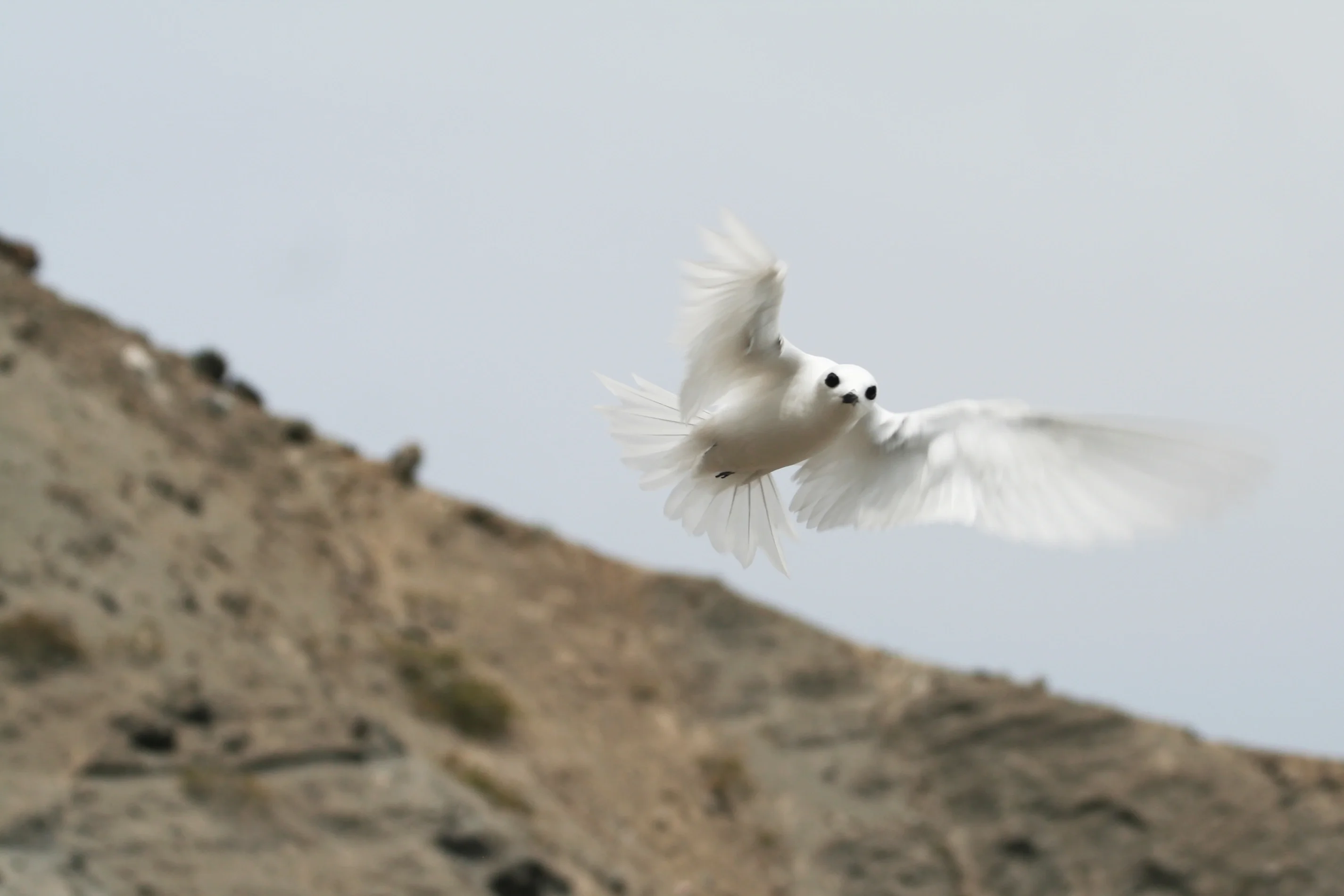 Common white stern flaring