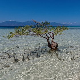A solitary mangrove tree in Flores