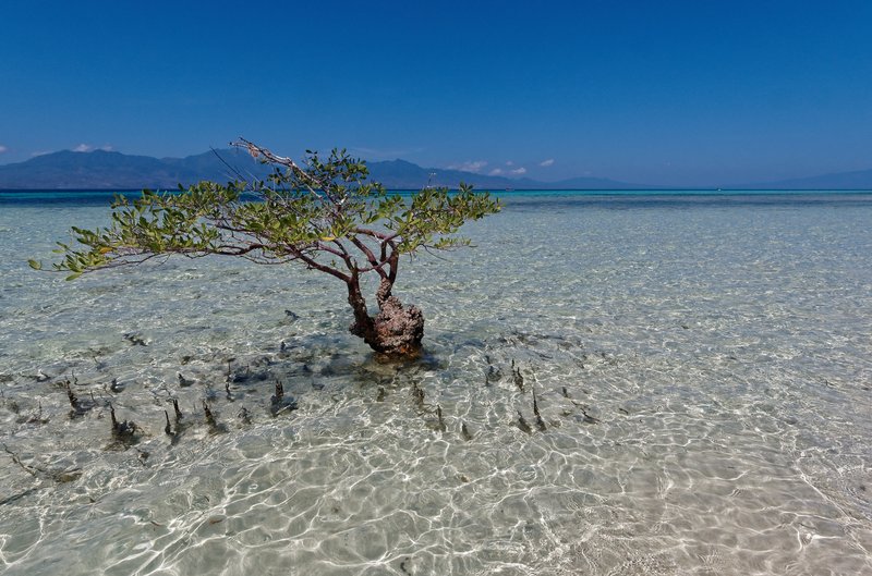 A solitary mangrove tree in Flores