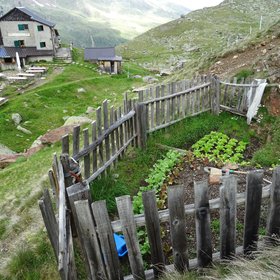 Vegetable garden at 2600m in the Alps