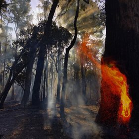 Hollow eucalyptus tree burning