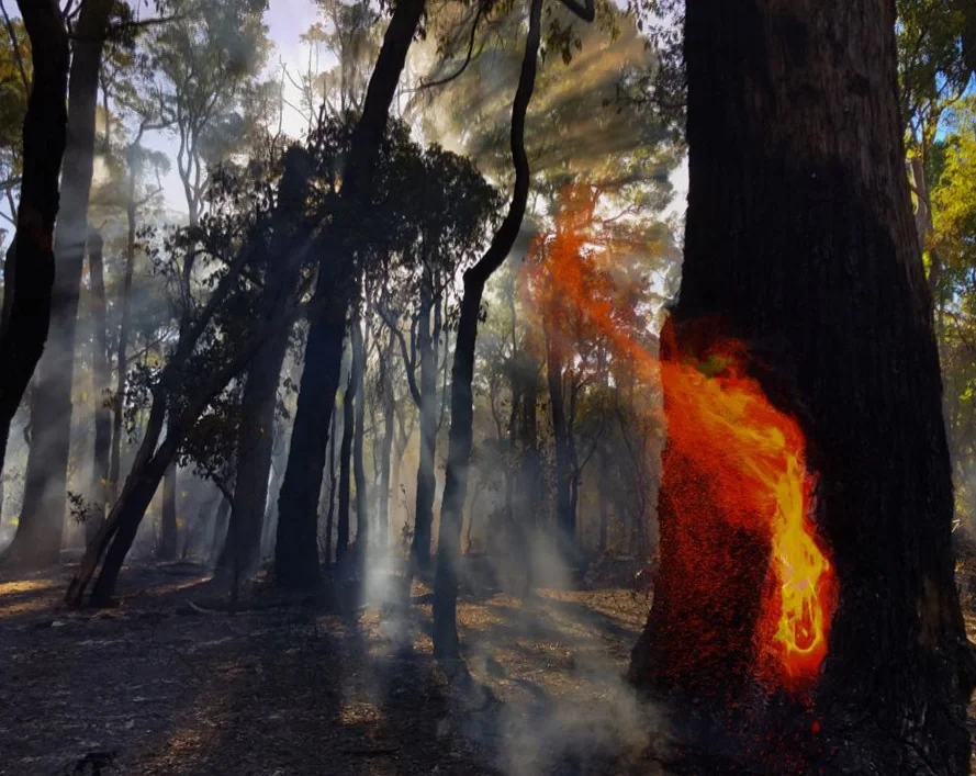 Hollow eucalyptus tree burning