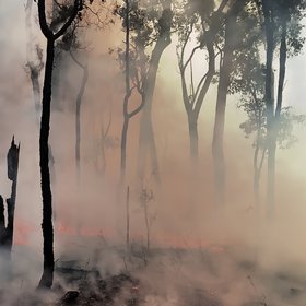 Smoke clears after an experimental wildfire in Australian eucalyptus forest