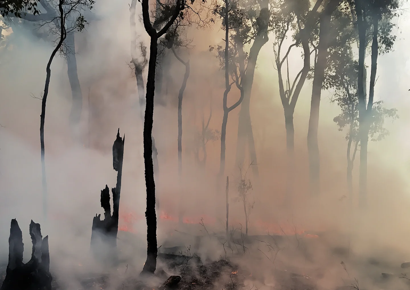 Smoke clears after an experimental wildfire in Australian eucalyptus forest