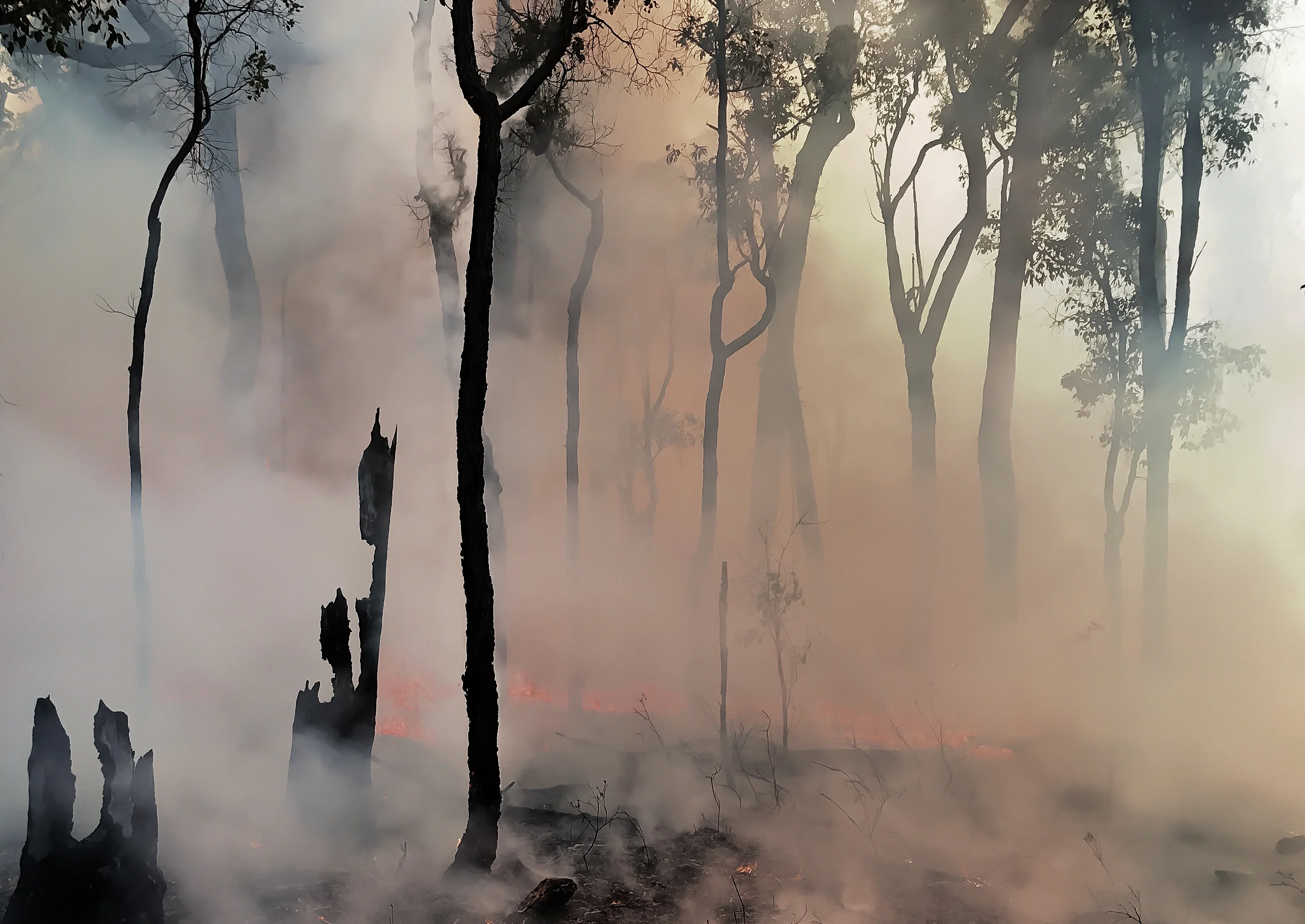 Smoke clears after an experimental wildfire in Australian eucalyptus forest