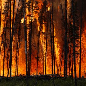 Boreal forest fire in Canada