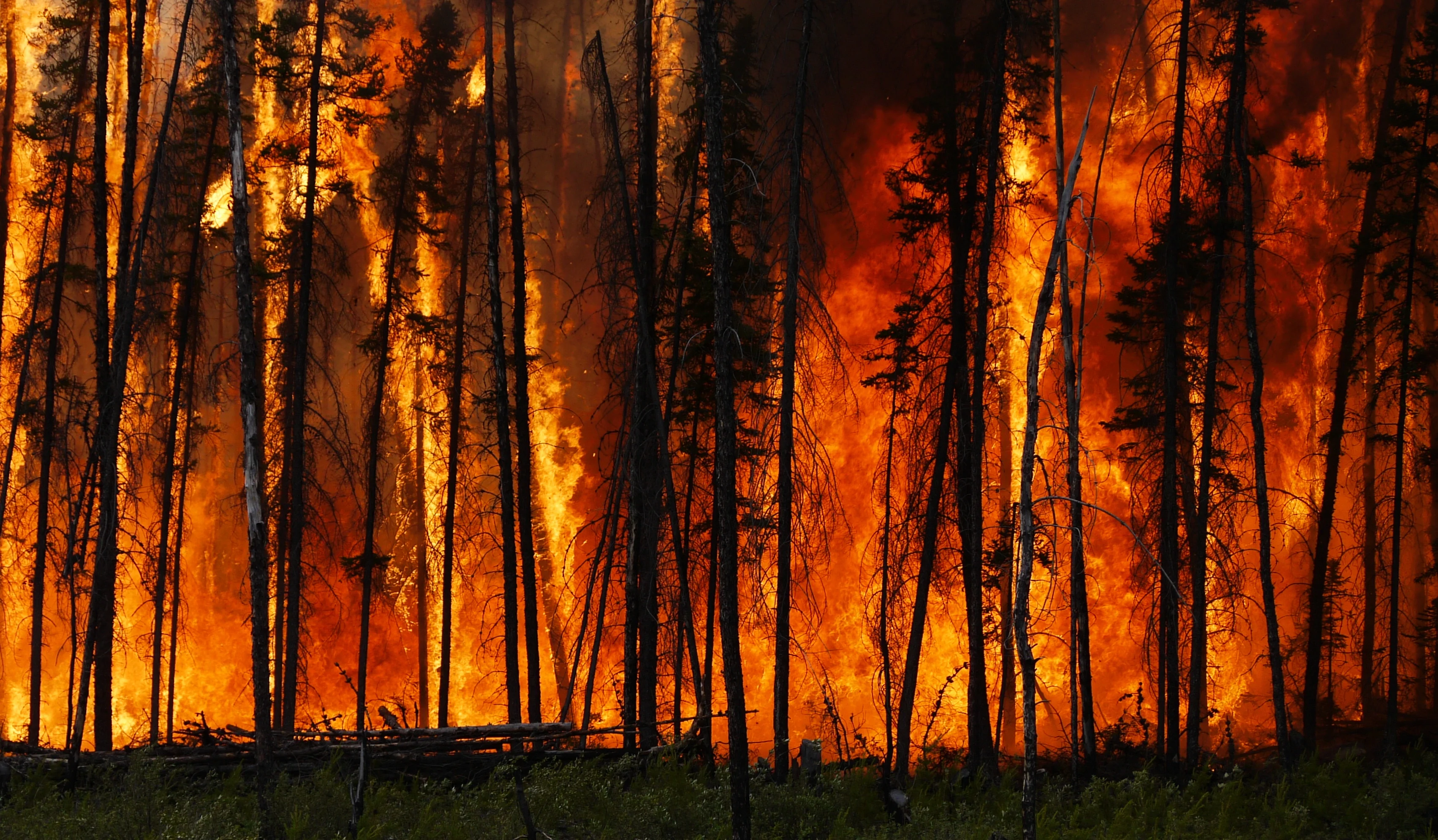 Boreal forest fire in Canada